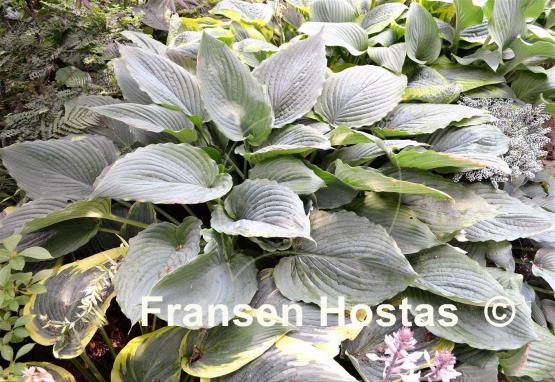 Hosta Gunsmoke